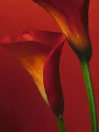 red-calla-lilies-collection-photography-plakat-obraz-60x80cm