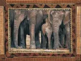 elephants-rob-hefferan-plakat-obraz-80x60cm
