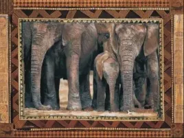 elephants-rob-hefferan-plakat-obraz-80x60cm
