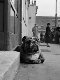 lazy-bulldog-at-camden-town-john-gay-plakat-obraz-60x80cm