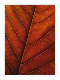 verdant-form-ii-collection-photography-plakat-obraz-60x80cm