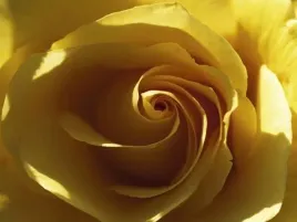 yellow-rose-laurent-pinsard-plakat-obraz-80x60cm
