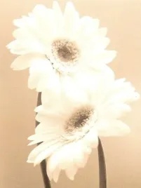 two-daisies-carol-sharp-plakat-obraz-60x80cm