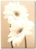two-daisies-carol-sharp-plakat-obraz-60x80cm-stan-nowy