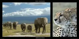 elephants-and-cheetah-michel-and-christine-denis-huot-plakat-obraz-100x50cm