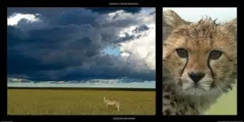 cheetah-and-storm-michel-and-christine-denis-huot-plakat-obraz-100x50cm