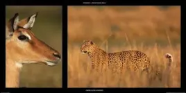 impala-and-leopard-michel-and-christine-denis-huot-plakat-obraz-100x50cm