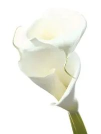 lily-in-bloom-ii-collection-photography-plakat-obraz-60x80cm