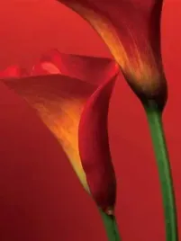 red-calla-lilies-collection-photography-plakat-obraz-60x80cm