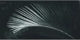 palma-negra-left-jan-lens-plakat-obraz-100x50cm