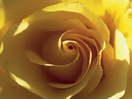 yellow-rose-laurent-pinsard-plakat-obraz-80x60cm