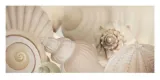 shells-i-jan-lens-plakat-obraz-100x50cm