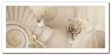 shells-i-jan-lens-plakat-obraz-100x50cm-stan-nowy