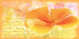 yellow-flower-andrea-haase-plakat-obraz-100x50cm