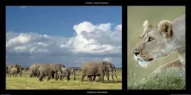 elephants-and-lioness-michel-and-christine-denis-huot-plakat-obraz-100x50cm