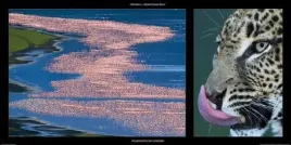 flamingos-and-leopard-michel-and-christine-denis-huot-plakat-obraz-100x50cm