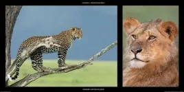 leopard-and-leon-michel-and-christine-denis-huot-plakat-obraz-100x50cm