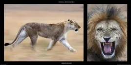 lioness-and-lion-michel-and-christine-denis-huot-plakat-obraz-100x50cm