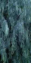 willow-leaves-jan-lens-plakat-obraz-50x100cm