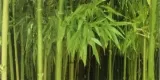 bambu-aukya-plakat-obraz-100x50cm
