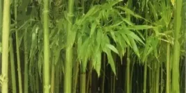 bambu-aukya-plakat-obraz-100x50cm