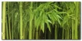 bambu-aukya-plakat-obraz-100x50cm-stan-nowy