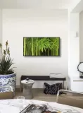 bambu-aukya-plakat-obraz-100x50cm-tematyka-rosliny