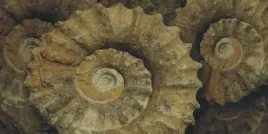 fossil-guiseppe-bartolucci-plakat-obraz-100x50cm