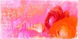 red-ranuncalus-andrea-haase-plakat-obraz-100x50cm
