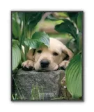 leaf-plakat-40x50cm-stan-nowy