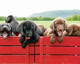 puppy-red-wagon-plakat-50x40cm