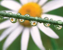 daisy-dew-plakat-50x40cm