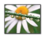 daisy-dew-plakat-50x40cm-stan-nowy