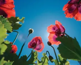 poppies-sky-plakat-50x40cm