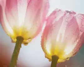 tulips-dew-plakat-50x40cm