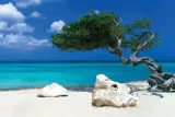 divi-divi-tree-plakat-915x61cm