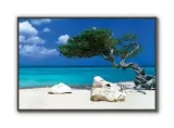divi-divi-tree-plakat-915x61cm-stan-nowy