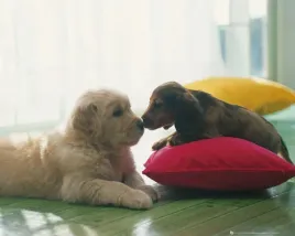 puppy-kiss-plakat-50x40cm