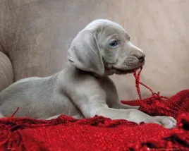 puppy-red-blanket-plakat-50x40cm