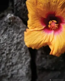 flowers-stone-wall-plakat-40x50cm