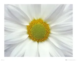 flower-diasy-plakat-50x40cm