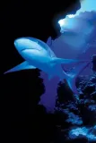 shark-plakat-61x915cm