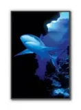 shark-plakat-61x915cm-stan-nowy