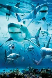 shark-plakat-61x915cm