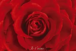 rose-plakat-915x61cm