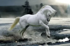 horse-snow-plakat-915x61cm