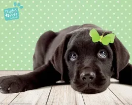 szczesliwy-labrador-plakat-50x40cm