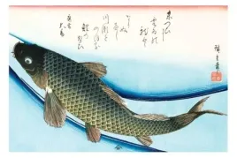 swimming-carp-plakat-915x61cm