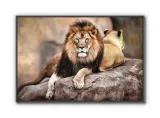 lew-plakat-915x61cm-stan-nowy