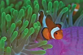 clownfish-and-anemones-plakat-915x61cm